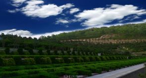 陵园风景图-6